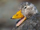 Falkland steamer duck, an endemic duck living on the coasts of the Falkland Islands. Art Print